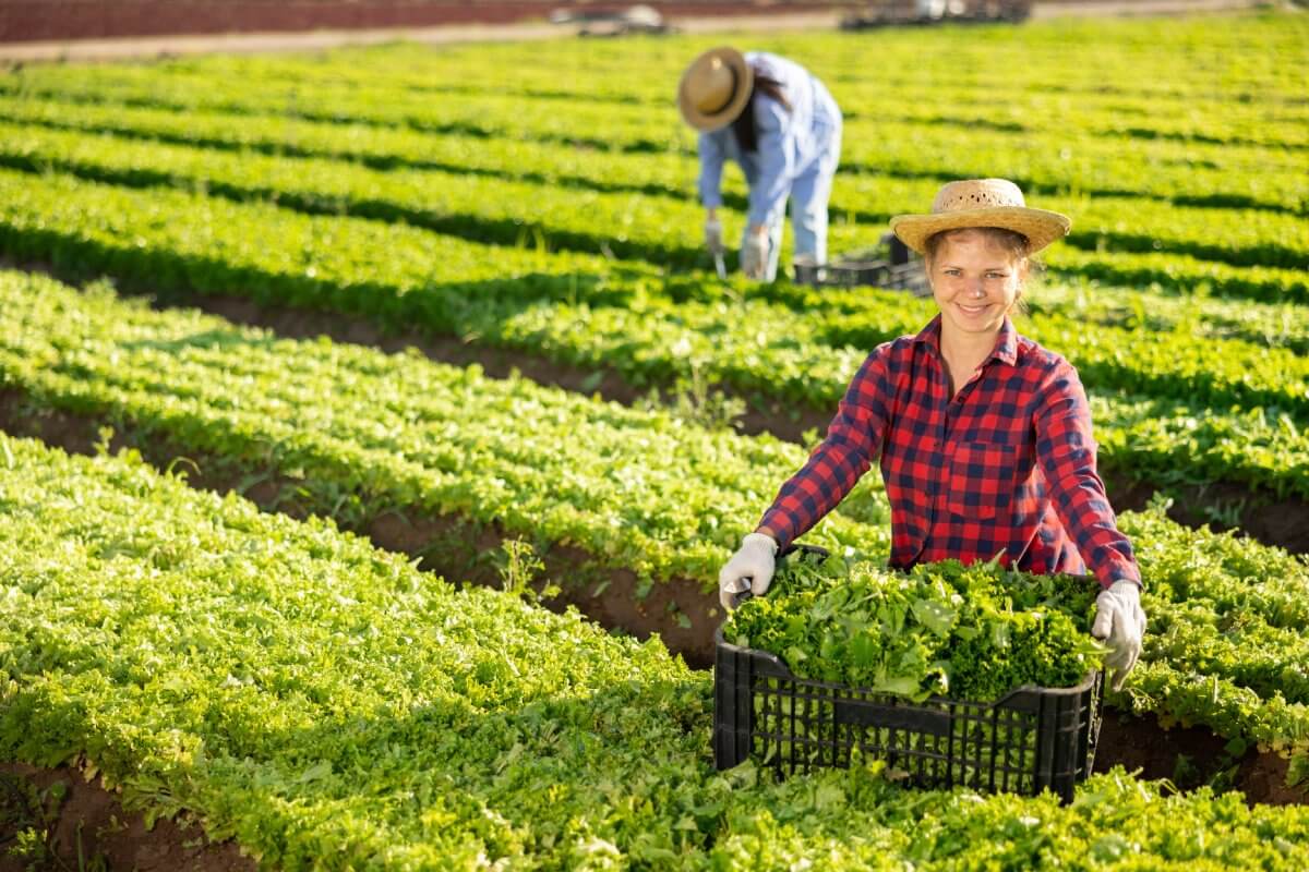 Agricultural & Rural Services